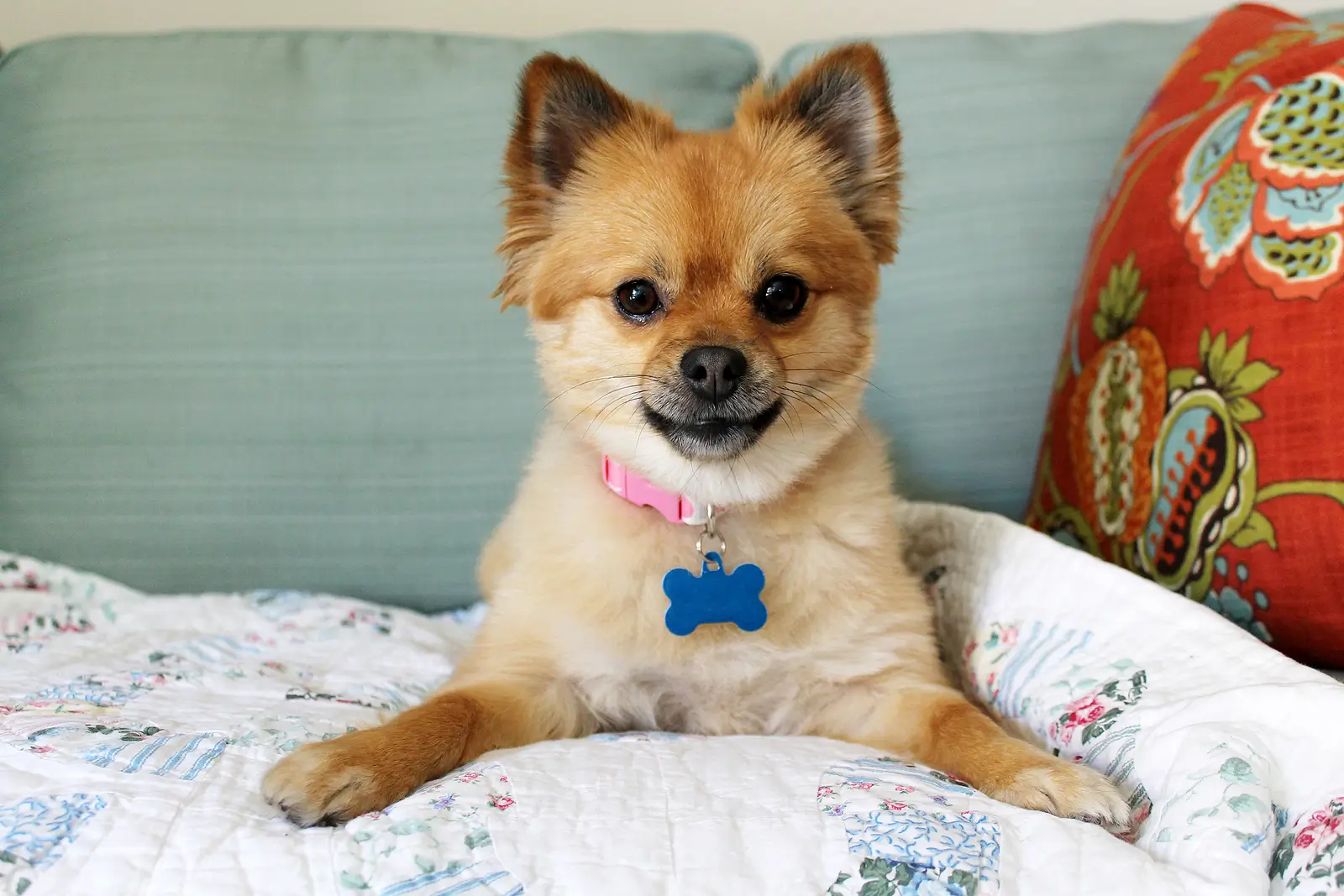 Pet-Friendly Rentals in Merced: Pros, Cons, and Profit Potential